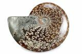 Polished Ammonite (Cleoniceras) Fossil - Madagascar #364944-1
